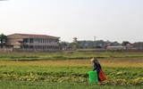 Nông dân Hà Nội phơi mình trong nắng lửa 